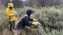 Imagen de Un estudio detectó hantavirus en roedores de Ushuaia y reveló una nueva variante viral