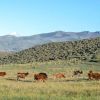Imagen de De qué se trata el proyecto que habilita a las provincias a vender tierras rurales sin límite a extranjeros