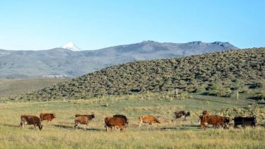 De qué se trata el proyecto que habilita a las provincias a vender tierras rurales sin límite a extranjeros