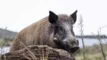 Imagen de Habilitarán la venta de carne de jabalí en las carnicerías de Río Negro