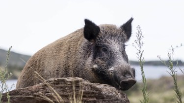 Habilitarán la venta de carne de jabalí en las carnicerías de Río Negro