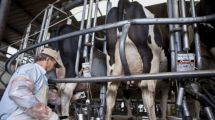 Imagen de Como parte de la desregulación, se eliminó el Registro de Operadores Lácteos: la razón que dio el Gobierno