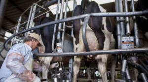 Como parte de la desregulación, se eliminó el Registro de Operadores Lácteos: la razón que dio el Gobierno