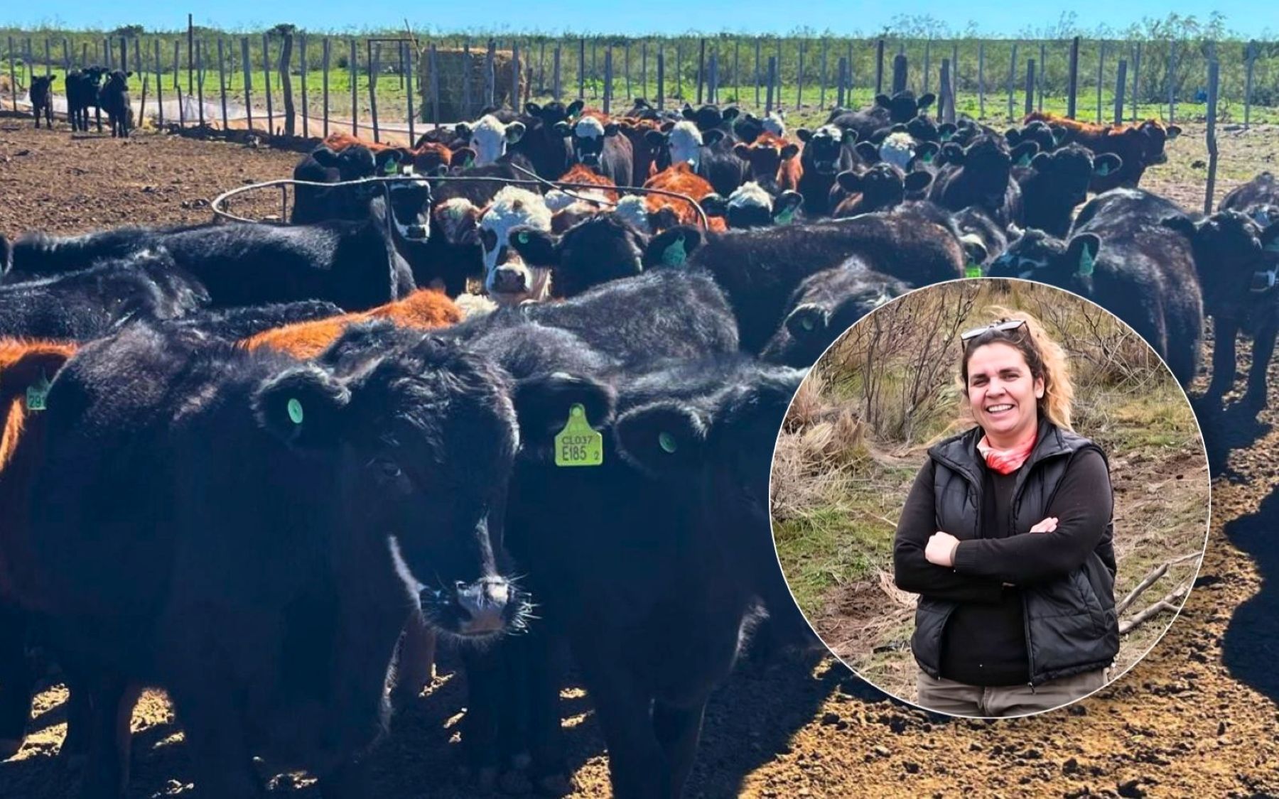 Pateó el tablero, empezó de cero en la ganadería y en siete años llegó a 560 vacas madres en la Patagonia