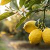 Imagen de El truco casero del calcio: cómo lograr que tu limonero dé el doble de frutos con un desecho de cocina