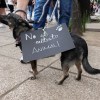 Imagen de Imputan en Neuquén a un hombre por golpear ferozmente a un perro con un hierro y le ordenan 192 horas de trabajo comunitario