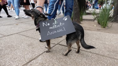 Imputan en Neuquén a un hombre por golpear ferozmente a un perro con un hierro y le ordenan 192 horas de trabajo comunitario