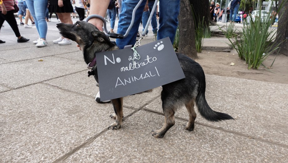 Imputan en Neuquén a un hombre por golpear ferozmente a un perro con un hierro y le ordenan 192 horas de trabajo comunitario. Foto: ilustrativa