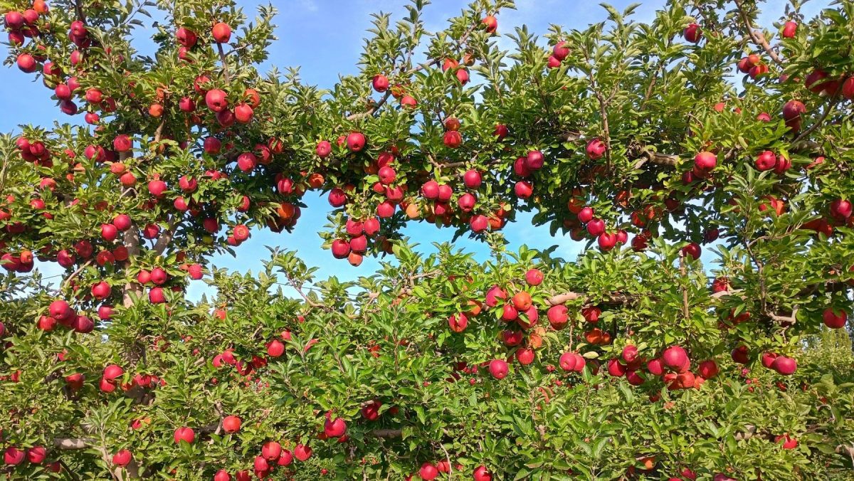 El ingreso a la Primera Cooperativa Frutícola le permitió a Gonzalo Laino enfocarse en producir y en mejor los rindes y la calidad de las peras y manzanas.