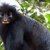 Imagen de Tiene "cara de máscara" y casi nadie lo ve: el "mono raro" del Congo que la ciencia intenta salvar