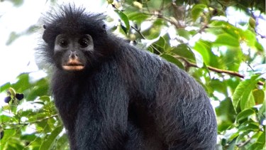 Tiene «cara de máscara» y casi nadie lo ve: el «mono raro» del Congo que la ciencia intenta salvar
