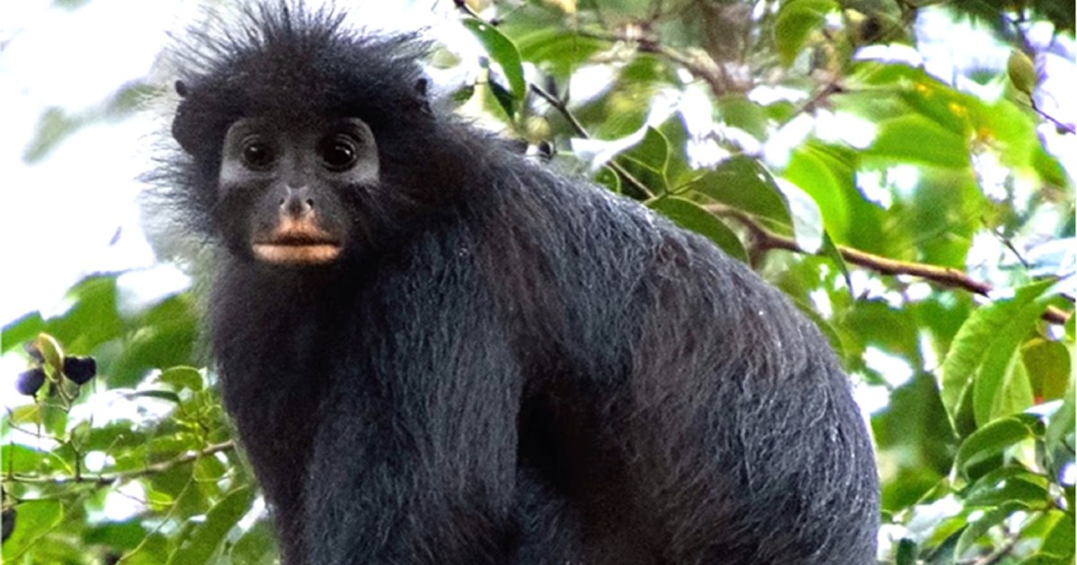 El raro mono del Congo enfrenta la extinción y la ciencia trabaja para salvarlo