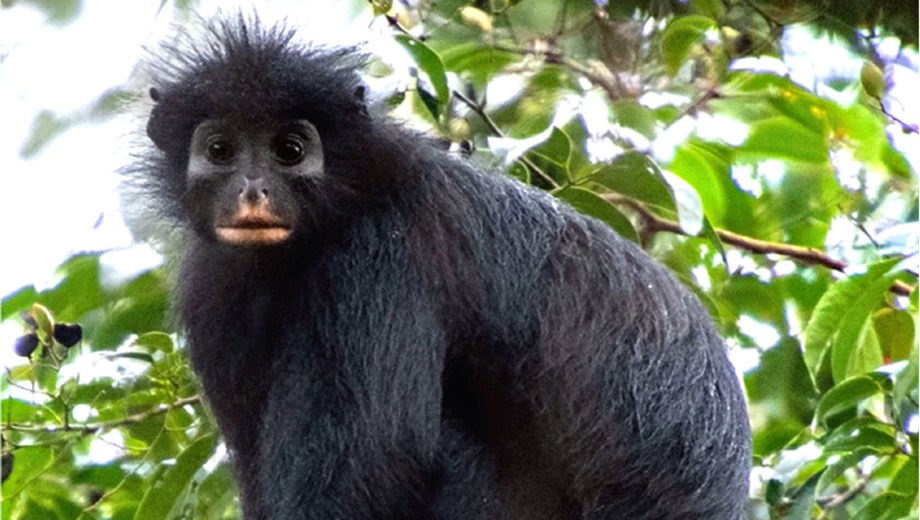 Tiene "cara de máscara" y casi nadie lo ve: el "mono raro" del Congo que la ciencia intenta salvar