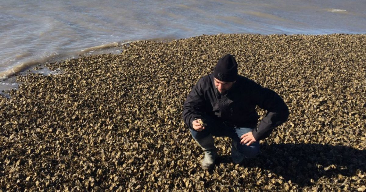 Ostras de Patagones, protagonistas en la cocina del chef Gabriel Oggero