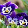 Imagen de Pensamientos en invierno: el secreto de las flores de exterior que desafían el frío