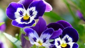 Pensamientos: las flores de exterior que adornan tu hogar en pleno invierno