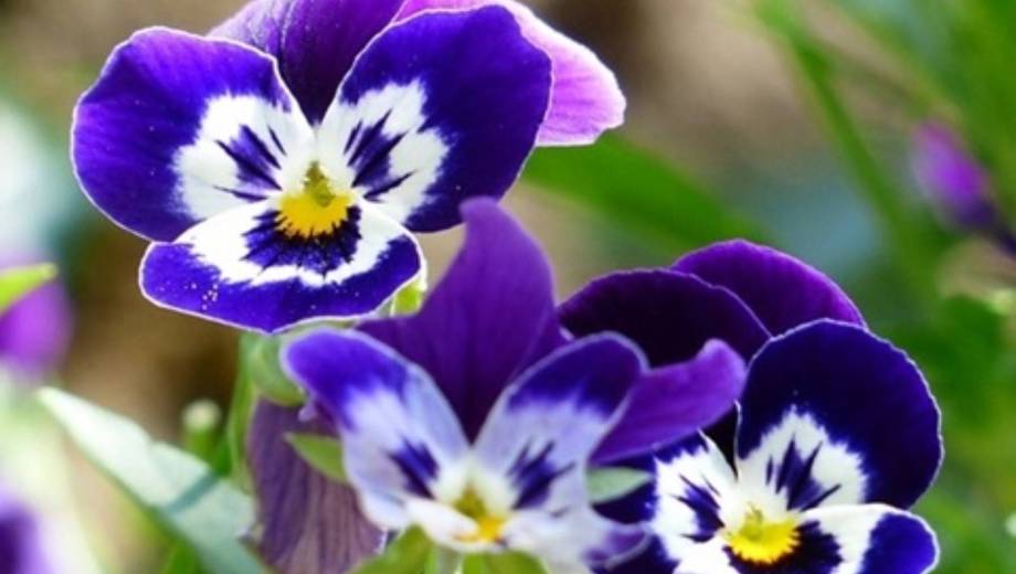 Pensamientos en invierno: el secreto de las flores de exterior que desafían el frío.-