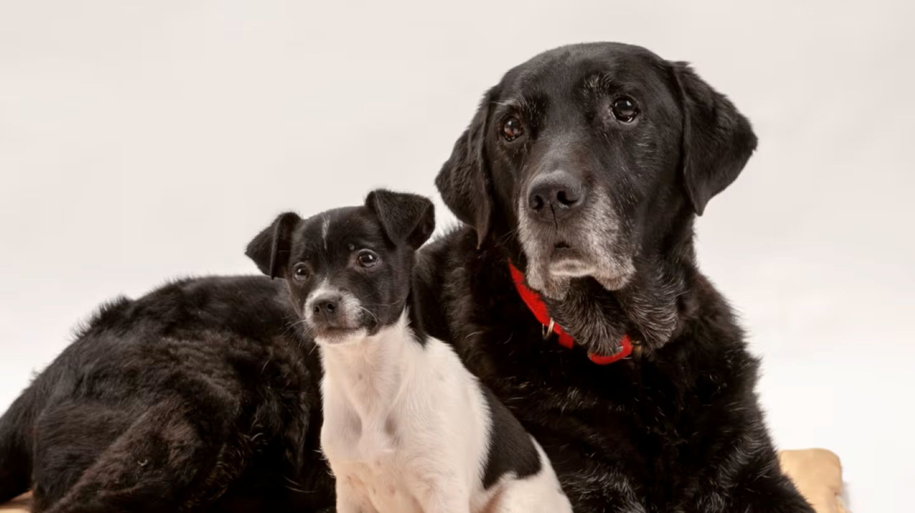 Día Mundial del Perro: la ciencia explica lo que el corazón ya sabía, por qué convivir con ellos mejora la salud