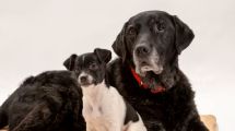 Imagen de Día Mundial del Perro: la ciencia explica lo que el corazón ya sabía, por qué convivir con ellos mejora la salud