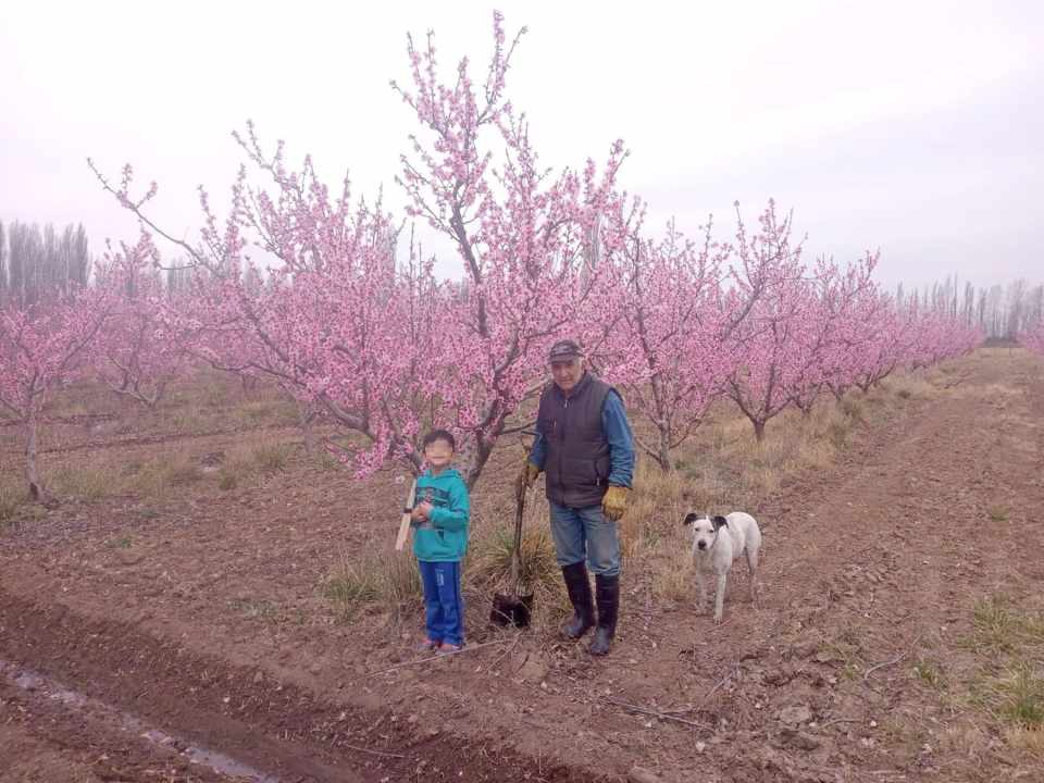 Víctor Vázquez, productor regando su chacra de frutas de carozo en Colonia Santa Teresita, a 12 kilómetros de General Conesa.