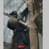 Imagen de Los filmaron y luego detuvieron en Neuquén: intentaban entrar a una casa y luego robarle los faros a una camioneta