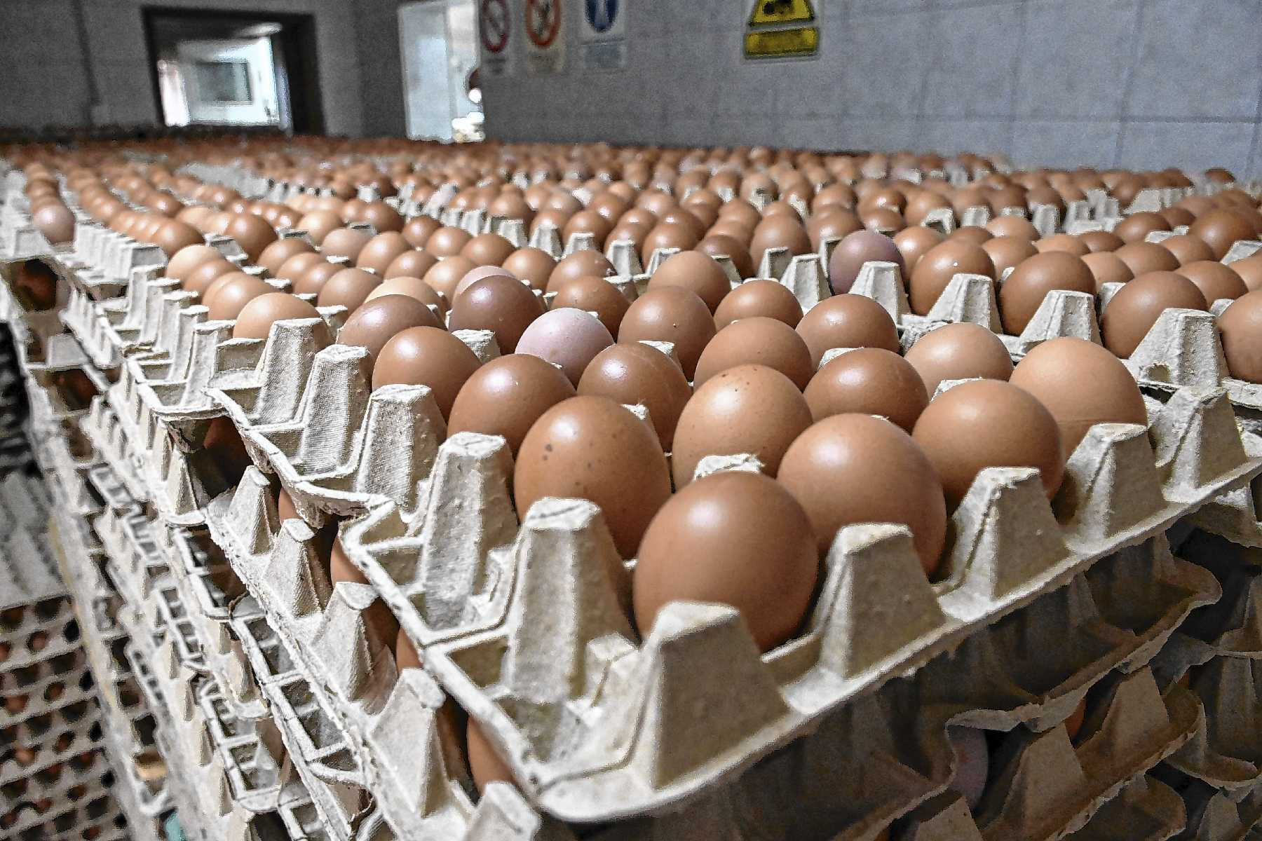 Una empresa emblemática de Roca que nació con 700 ponedoras blancas y hoy produce casi 38.000 huevos por día