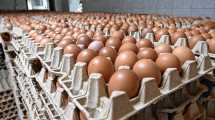 Imagen de Una empresa emblemática de Roca que nació con 700 ponedoras blancas y hoy produce casi 38.000 huevos por día
