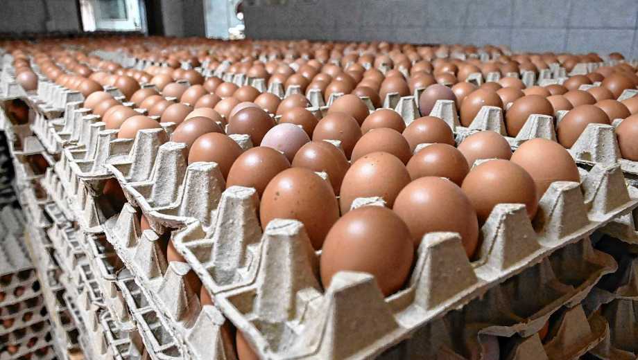 Producción de huevos en Avícola Paso Córdova.
