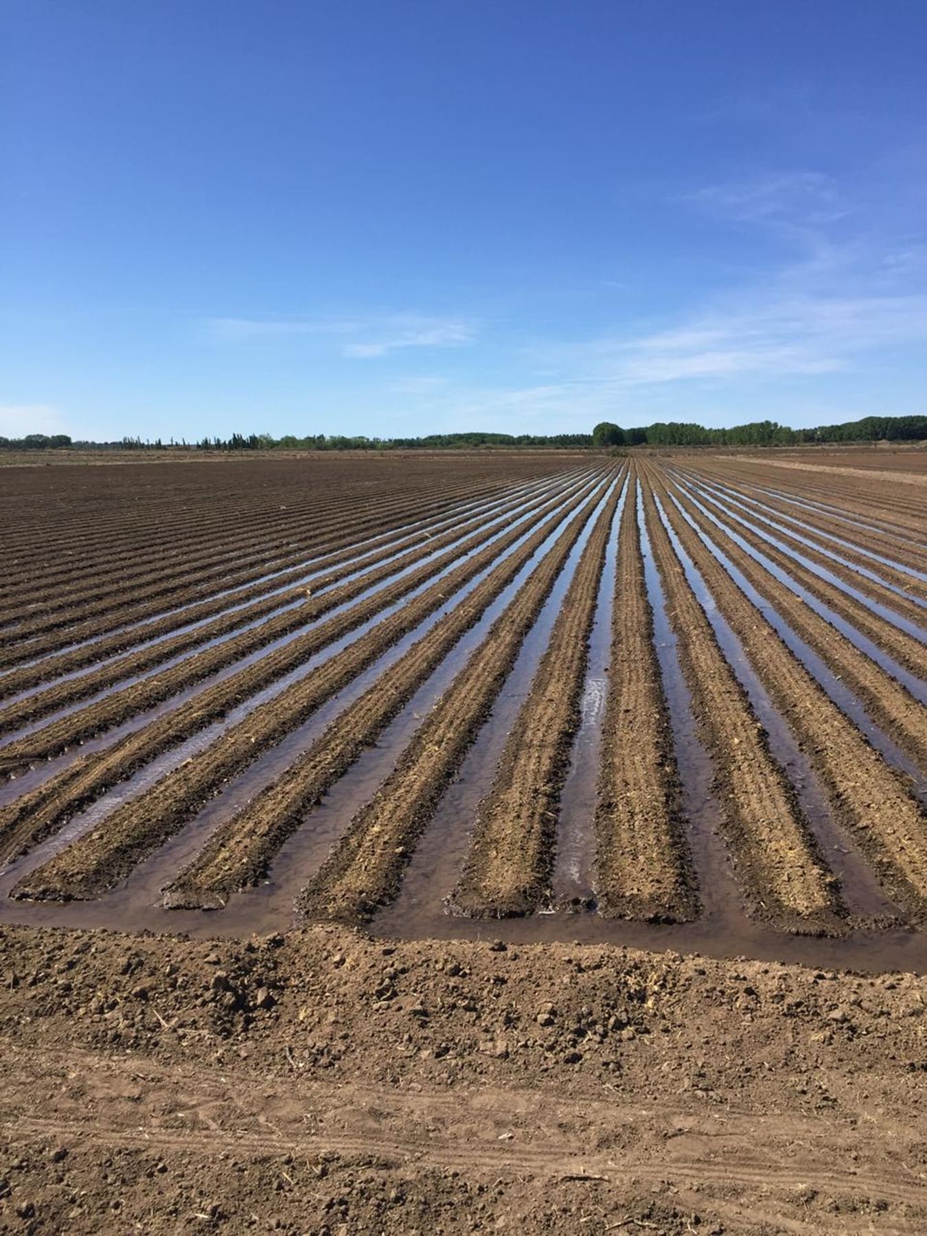 El riego ayuda a estabilizar los rindes agrícolas en niveles altos.