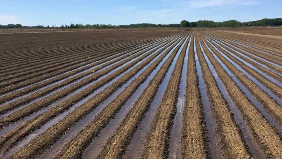 El riego ayuda a estabilizar los rindes agrícolas en niveles altos.