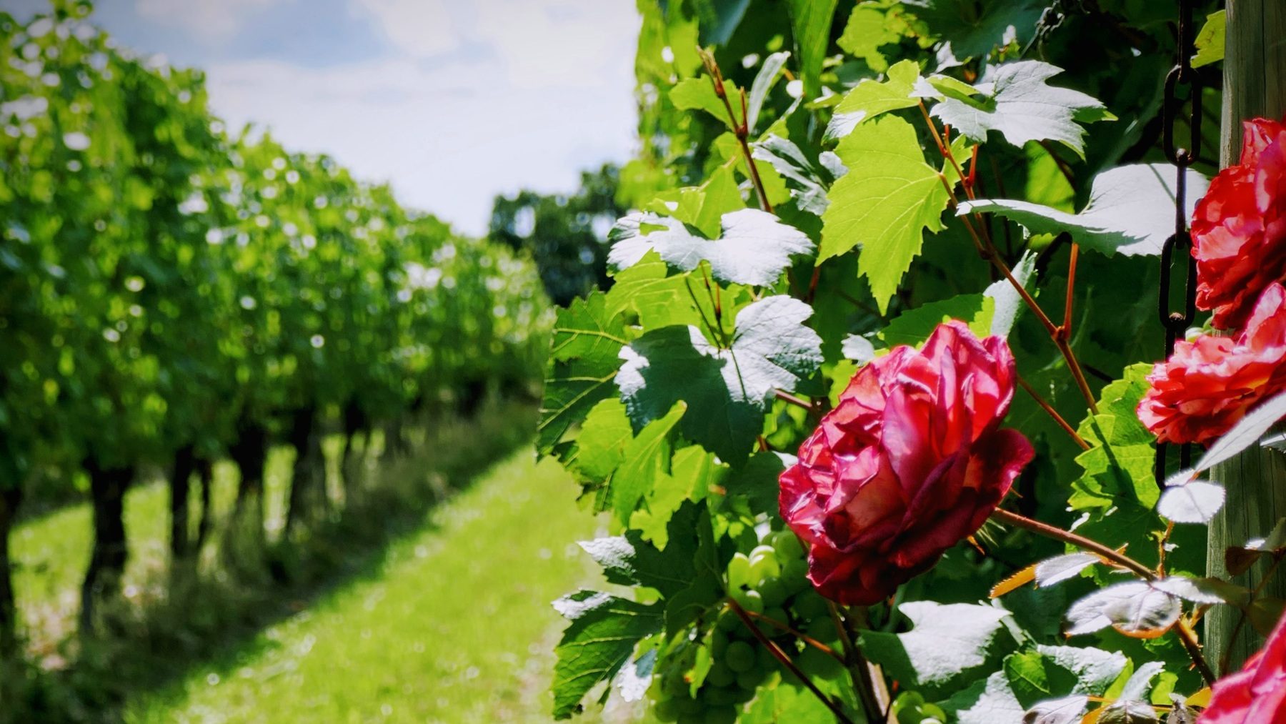 La curiosa razón detrás de las rosas en viñedos