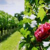Imagen de No lo imaginarías: la razón por la que se plantan rosas en los viñedos