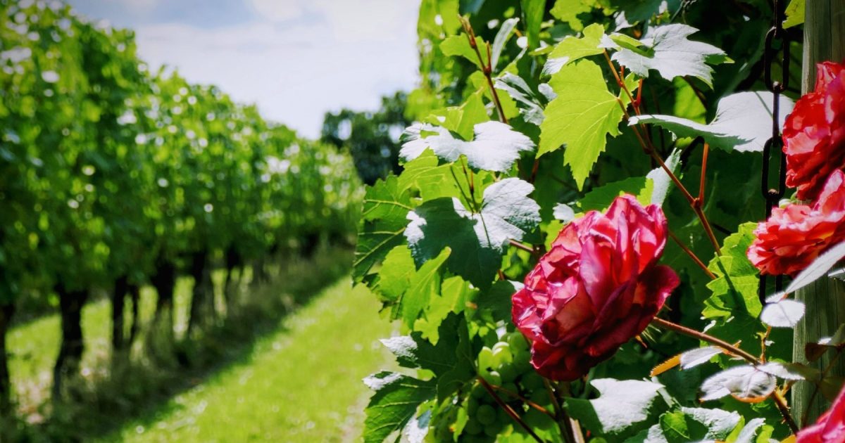 La curiosa razón detrás de las rosas en viñedos