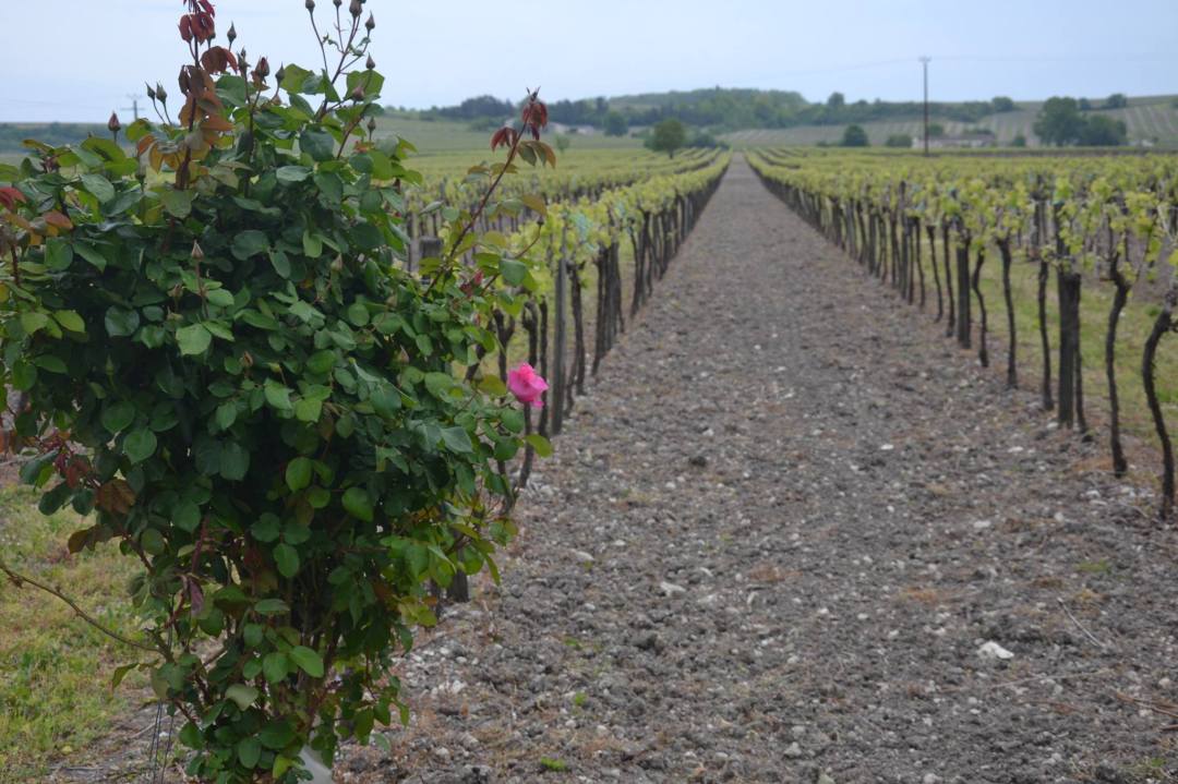 Los rosales siguen siendo un pilar de la viticultura ecológica y sostenible.