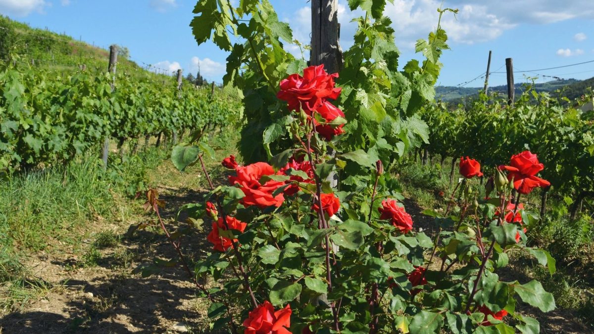 Los rosales son mucho más sensibles y vulnerables a plagas que las plantas de uva.