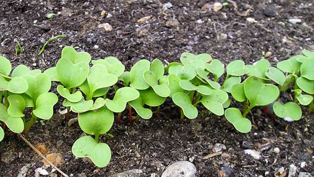 Agosto, el mes ideal para sembrar cultivos de huerta en la Patagonia