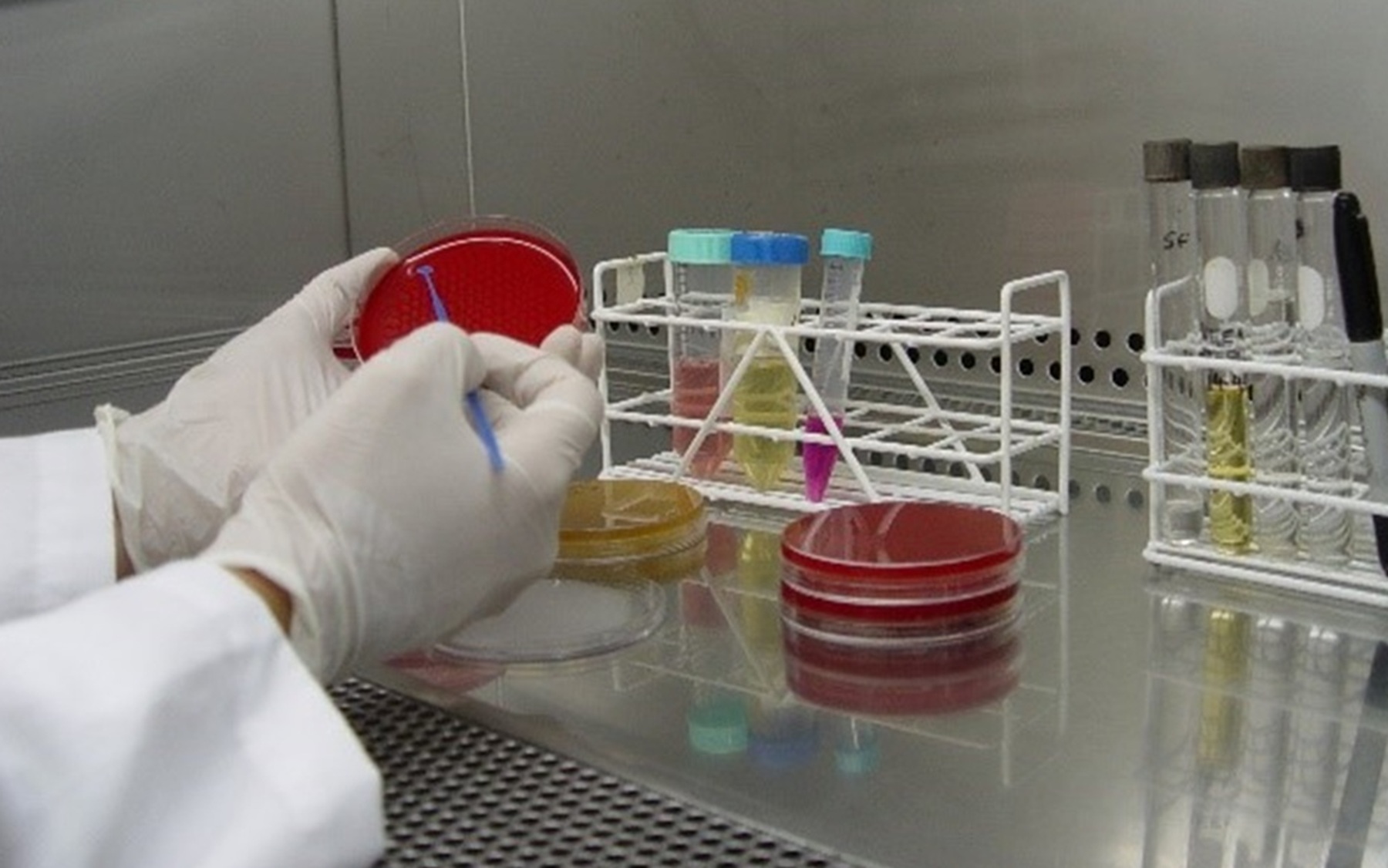 Recursos genéticos microbianos: cómo conservar la biodiversidad invisible