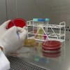 Imagen de Recursos genéticos microbianos: cómo conservar la biodiversidad invisible