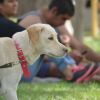 Imagen de Qué cambia con la nueva ordenanza de mascotas en Cipolletti: perros comunitarios, paseadores y sanciones