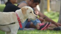 Imagen de Qué cambia con la nueva ordenanza de mascotas en Cipolletti: perros comunitarios, paseadores y sanciones