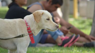 Qué cambia con la nueva ordenanza de mascotas en Cipolletti: perros comunitarios, paseadores y sanciones