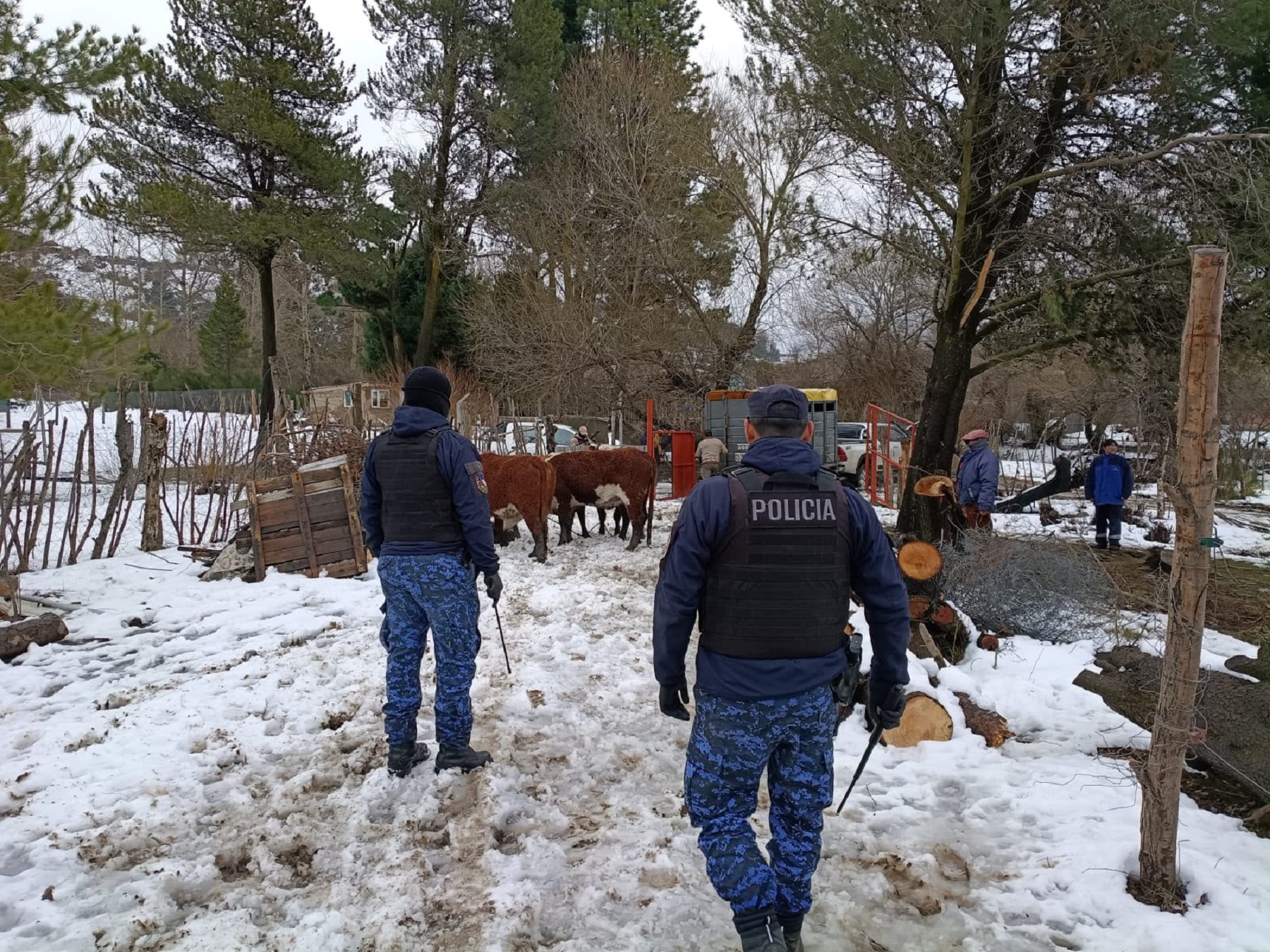 Recuperan siete vacas robadas en Bariloche tras un operativo policial