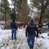 Imagen de Abigeato en Bariloche: robaron siete vacas y las arrearon varios kilómetros, pero fueron recuperadas por la policía