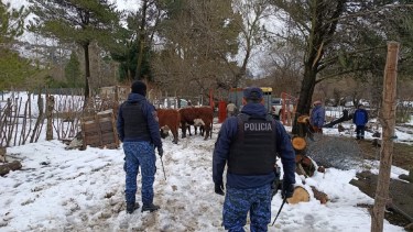 Abigeato en Bariloche: robaron siete vacas y las arrearon varios kilómetros, pero fueron recuperadas por la policía