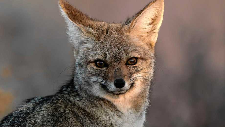 Una mirada curiosa, el zorro se quedó sin moverse del lugar. Foto Alejandro Carnevale 