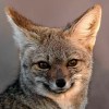 Imagen de El tierno guardián del monte patagónico que posó como un modelo y se durmió a mi lado