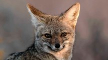Imagen de El tierno guardián del monte patagónico que posó como un modelo y se durmió a mi lado