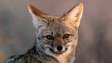 El tierno guardián del monte patagónico que posó como un modelo y se durmió a mi lado
