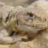 Imagen de Cumbre científica en Roca: expertos de EE.UU. y la región debatirán sobre minería, cambio climático y conservación de reptiles y anfibios