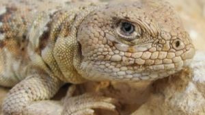 Cumbre científica en Roca: expertos de EE.UU. y la región debatirán sobre minería, cambio climático y conservación de reptiles y anfibios